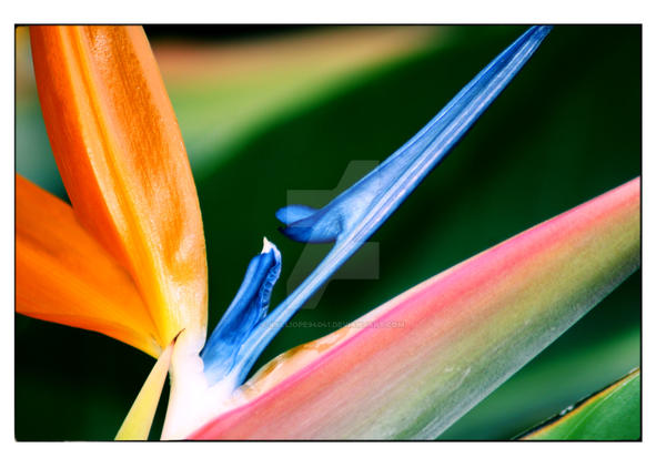 Bird of Paradise