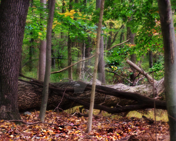 New Jersey Woods