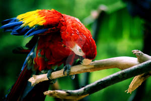 Red Macaw