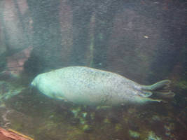 Harbor Seal