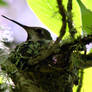 hummingbird on nest