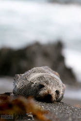 Seal Pup Resting