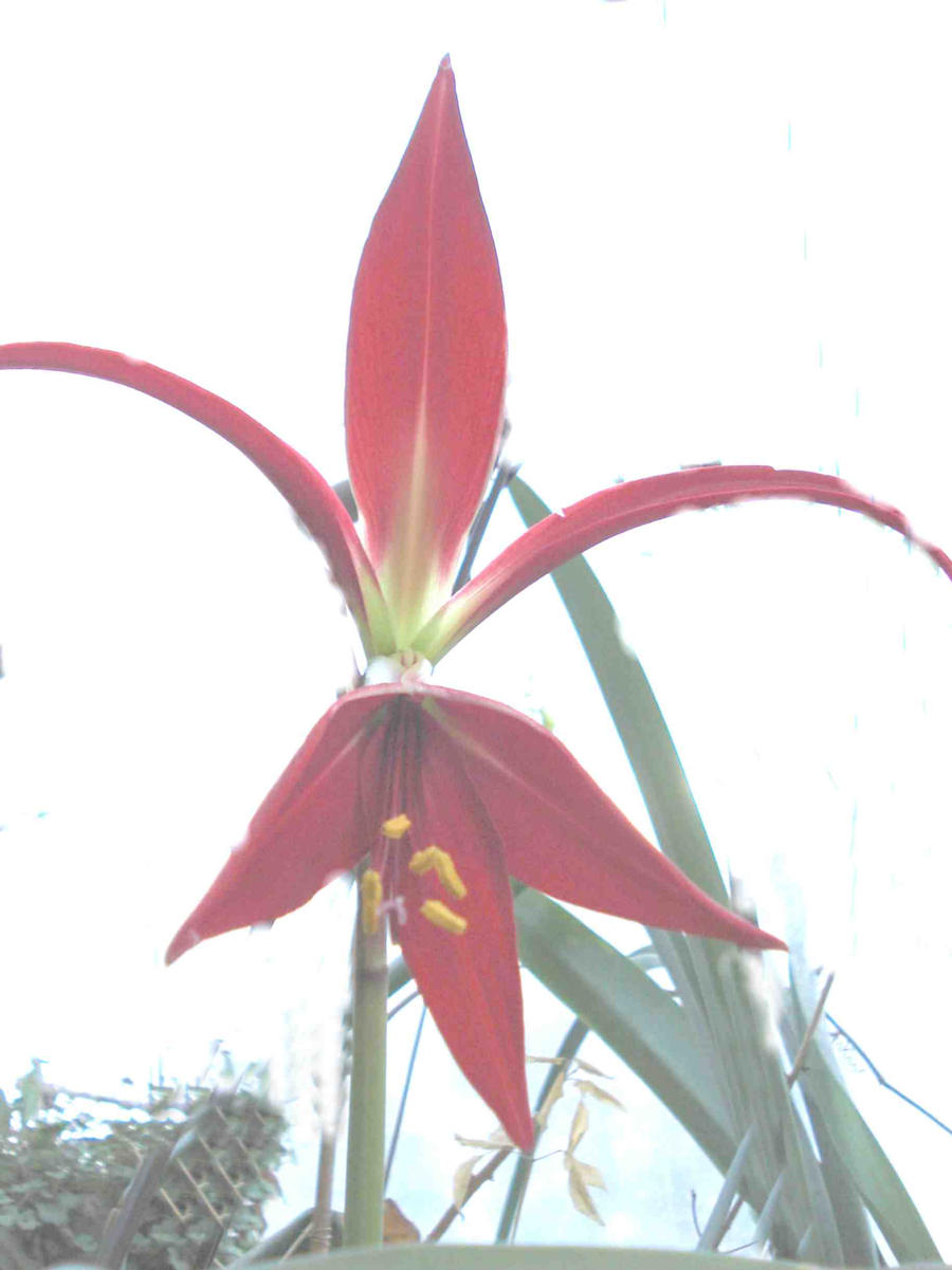 Aztec flower by Qanta on DeviantArt