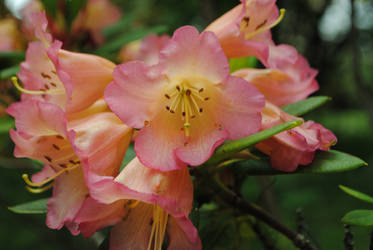 Rhododendrons