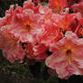 Rhododendrons Glowing