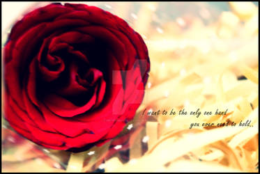 photography - rose for valentine's day