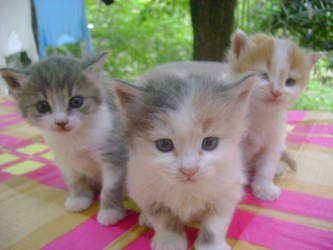 kittens band :D