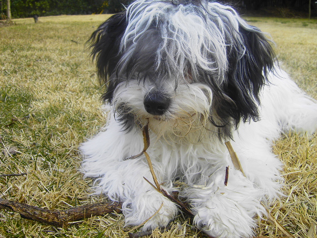 Lord of the Sticks.