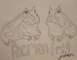 Pacman Frog Forum