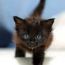 Black kittie