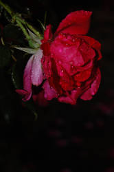 Wet Rose