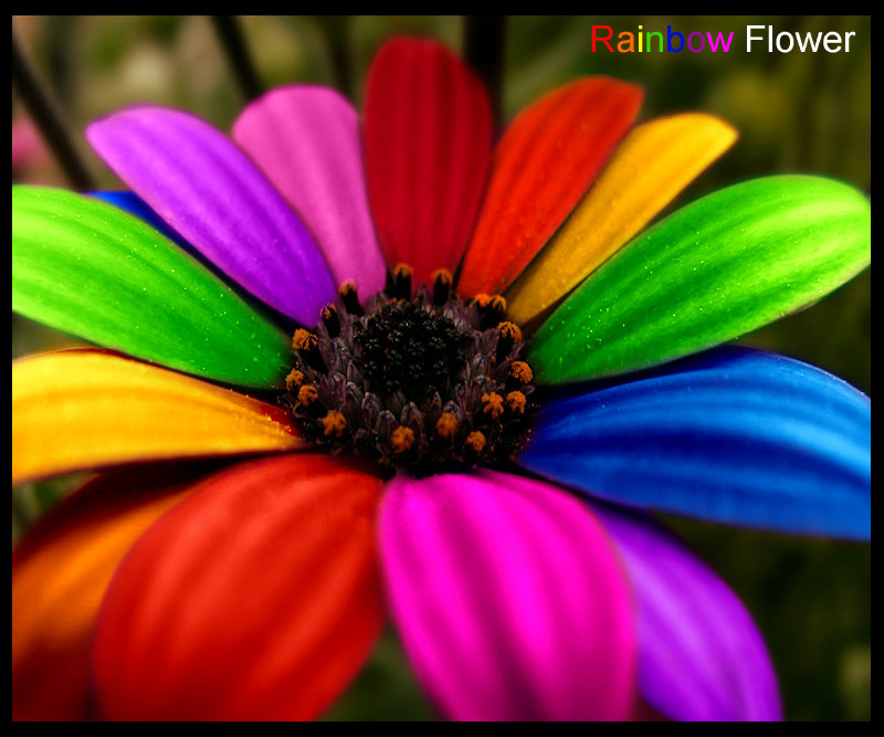 rainbow flower wallpapers