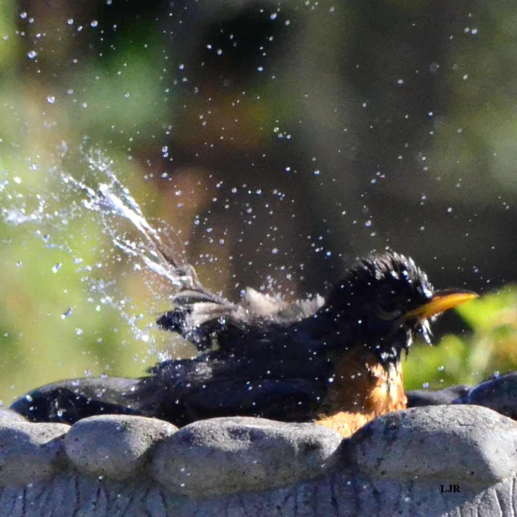 Robin Rocking Water Robin Bathing by LashyJ on DeviantArt