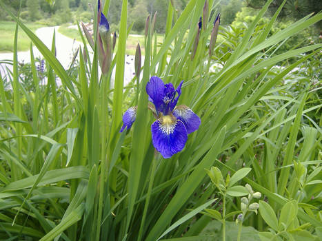 Blue Iris 2