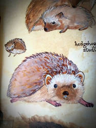 Hedgehog studies