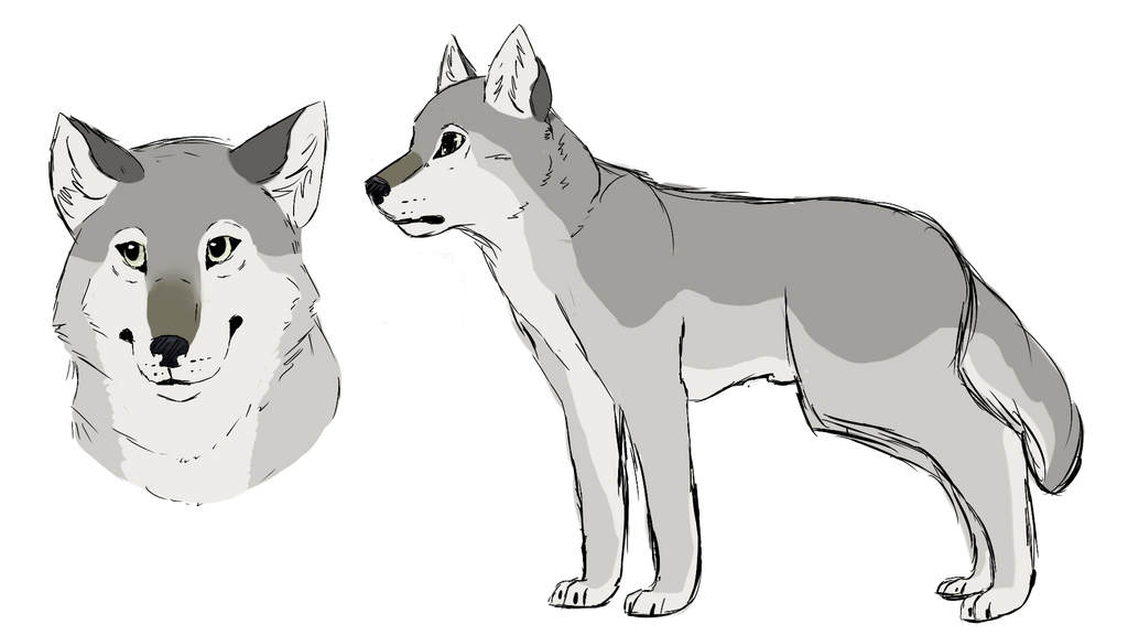 Sharp Wolf Reference Wolf reference sheet by SoulOfTheTiger on DeviantArt