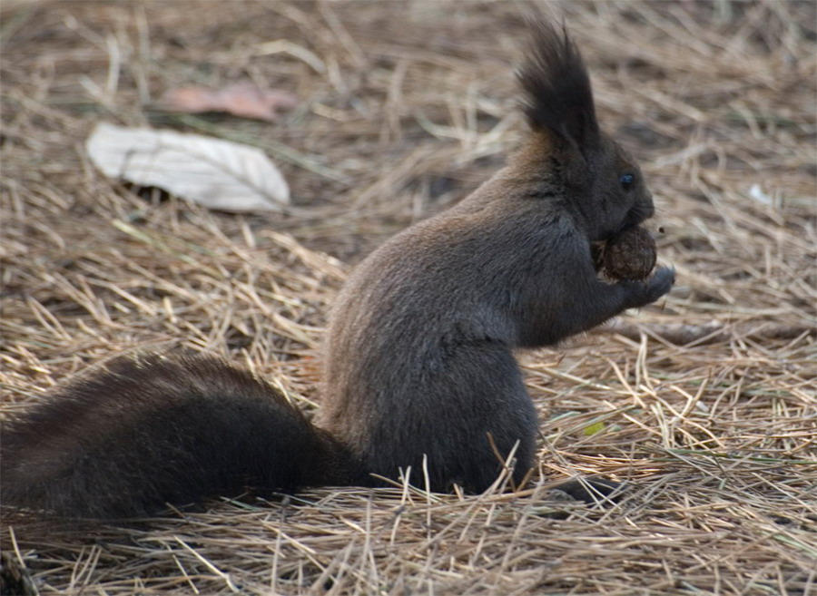 Korean squirrel by pippen453 on DeviantArt