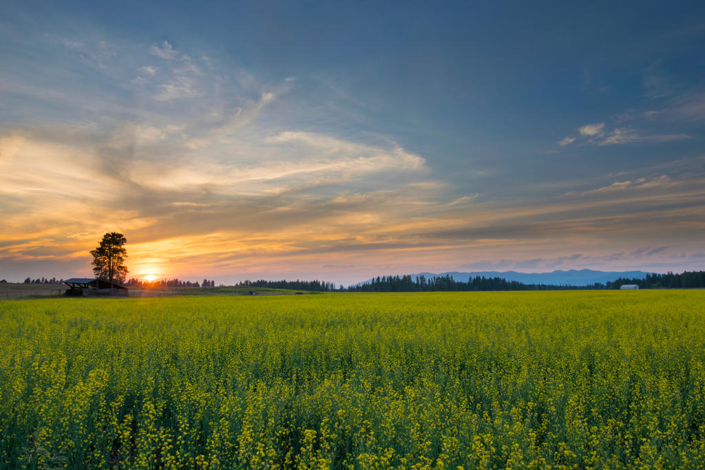 Rural Sunset