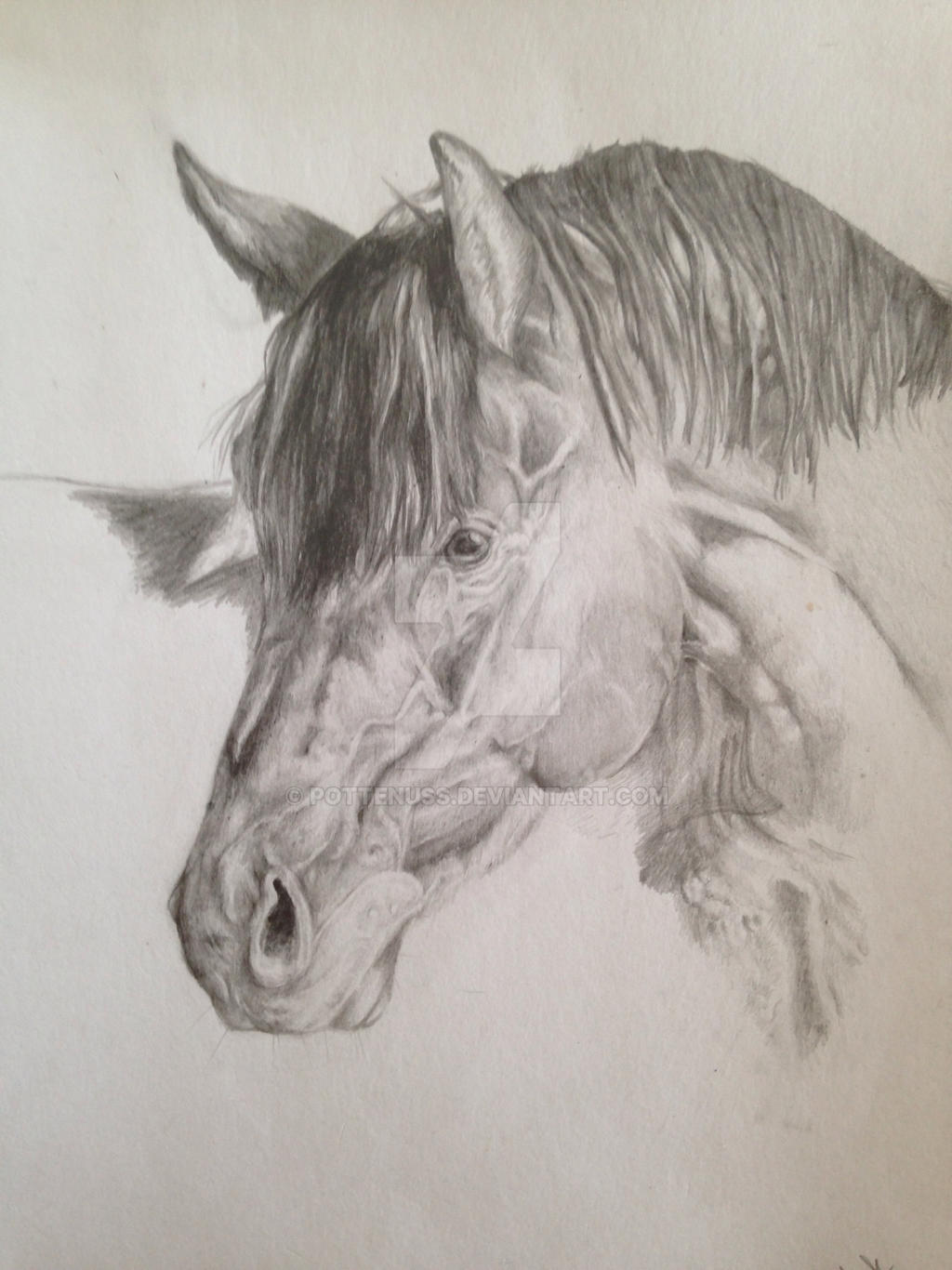 Horse portrait pencil