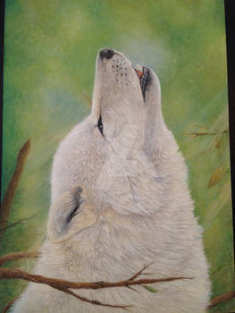 Wolf pastel portrait