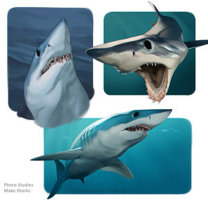 Shark Studies