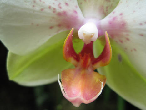 Phalaenopsis