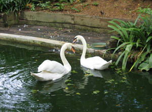 Swans