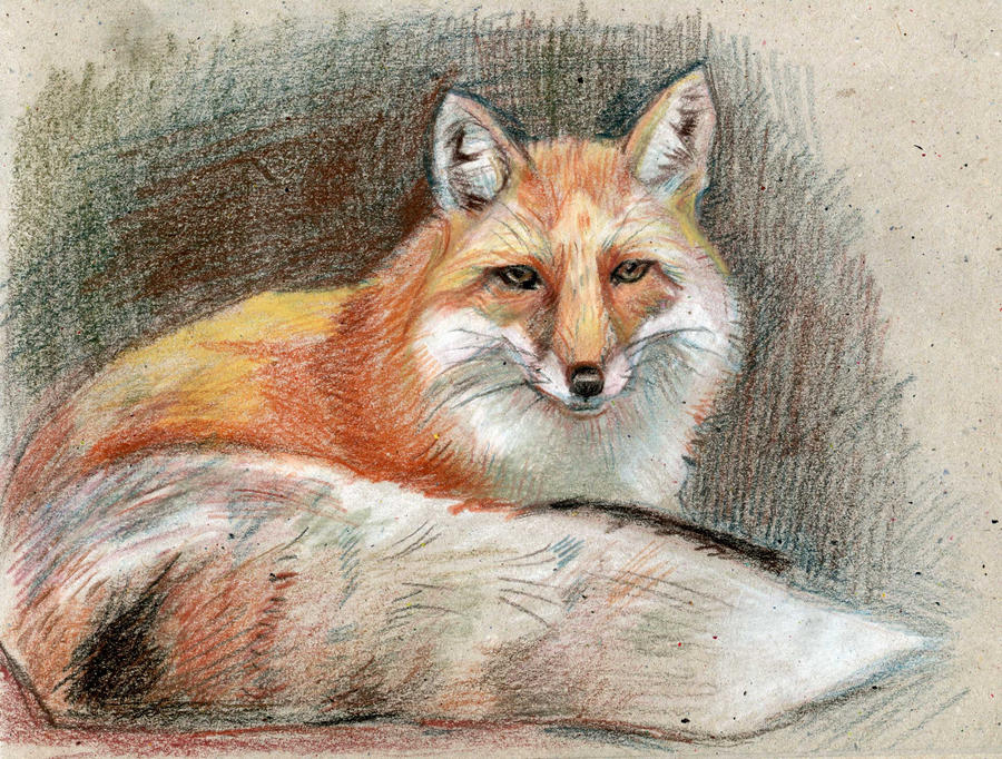 fox