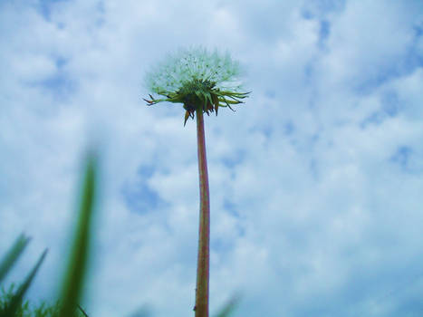 DANDELION II