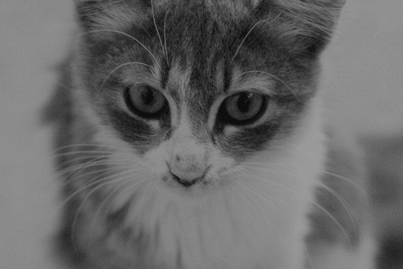 BW cat by elfenmoon-w on DeviantArt