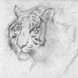 Tiger Sketch