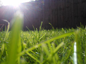 sunny grass