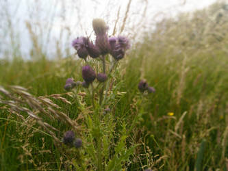 thistle