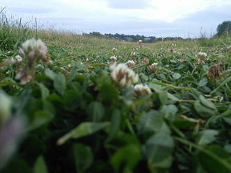 feild of clovers