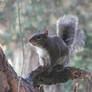 Squirrel Perched