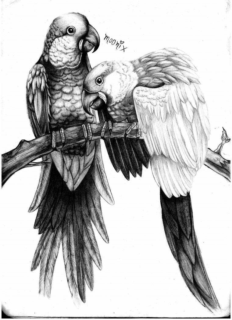 Parrots drawing pencil by moonix20 on DeviantArt