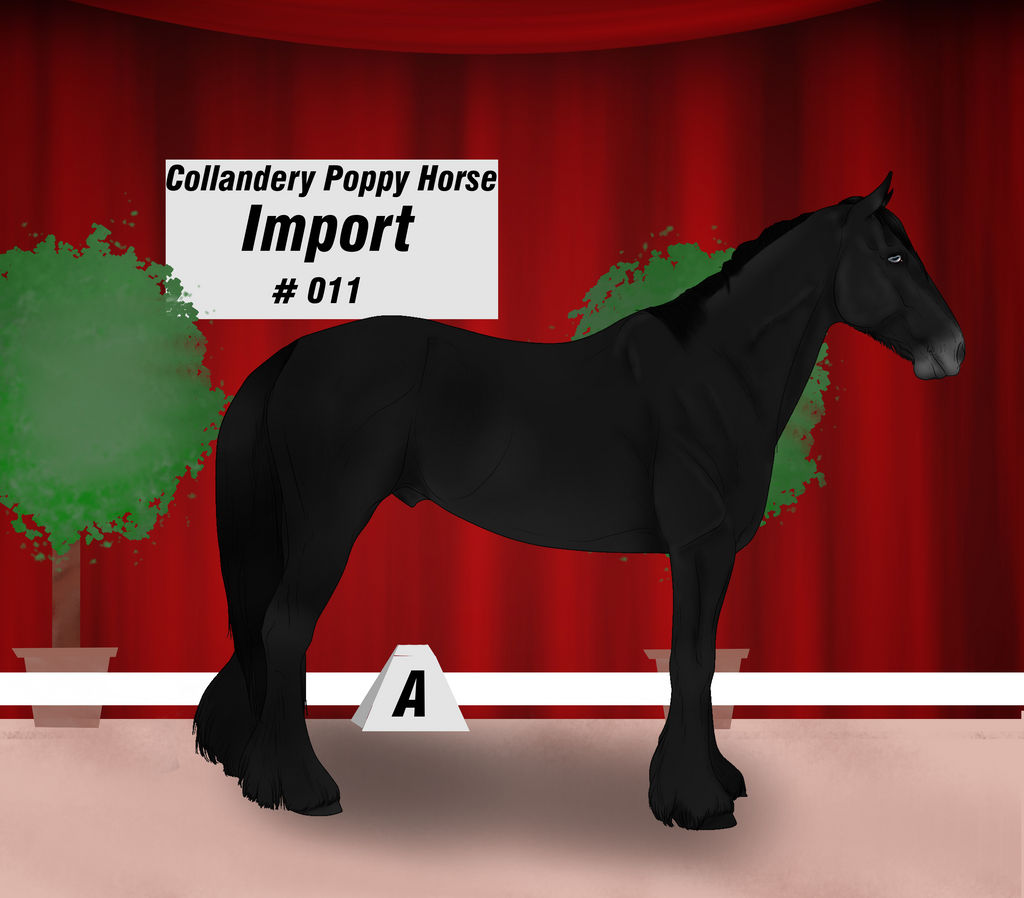 Collandery Poppy Horse #011