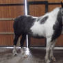 Lunging Flash