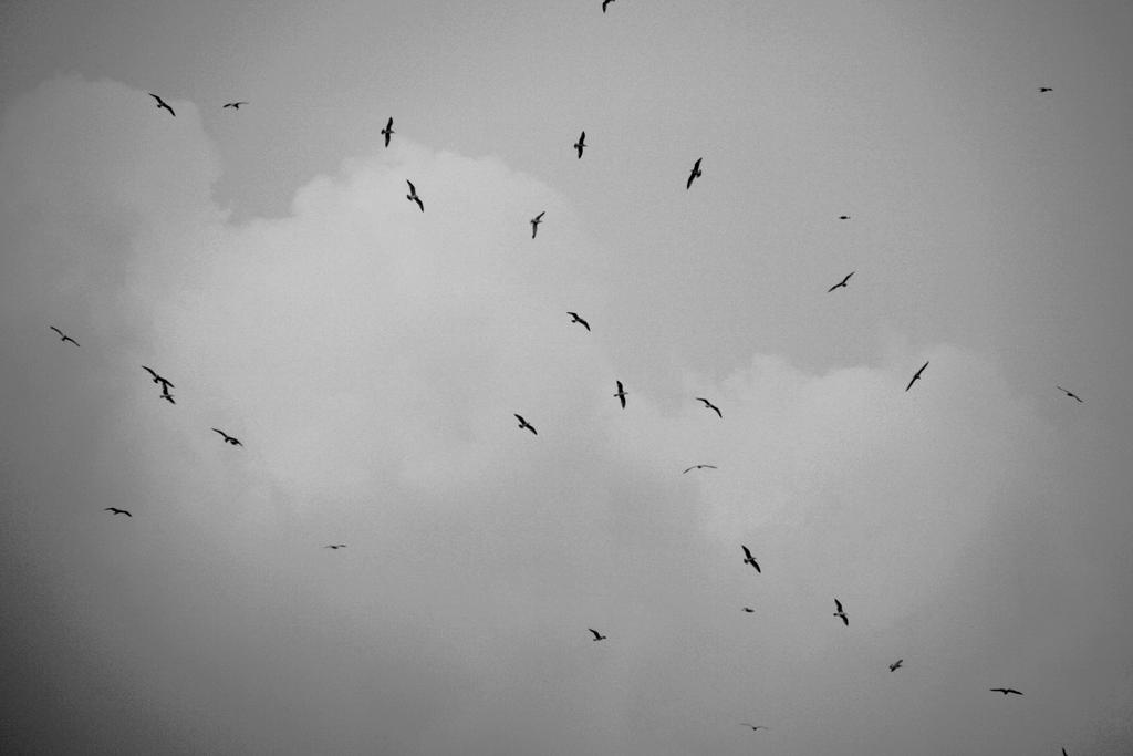 birds flying high...