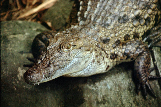 philippine crocodile