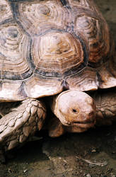 african spurred tortoise again