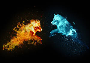 Loup feu et eau