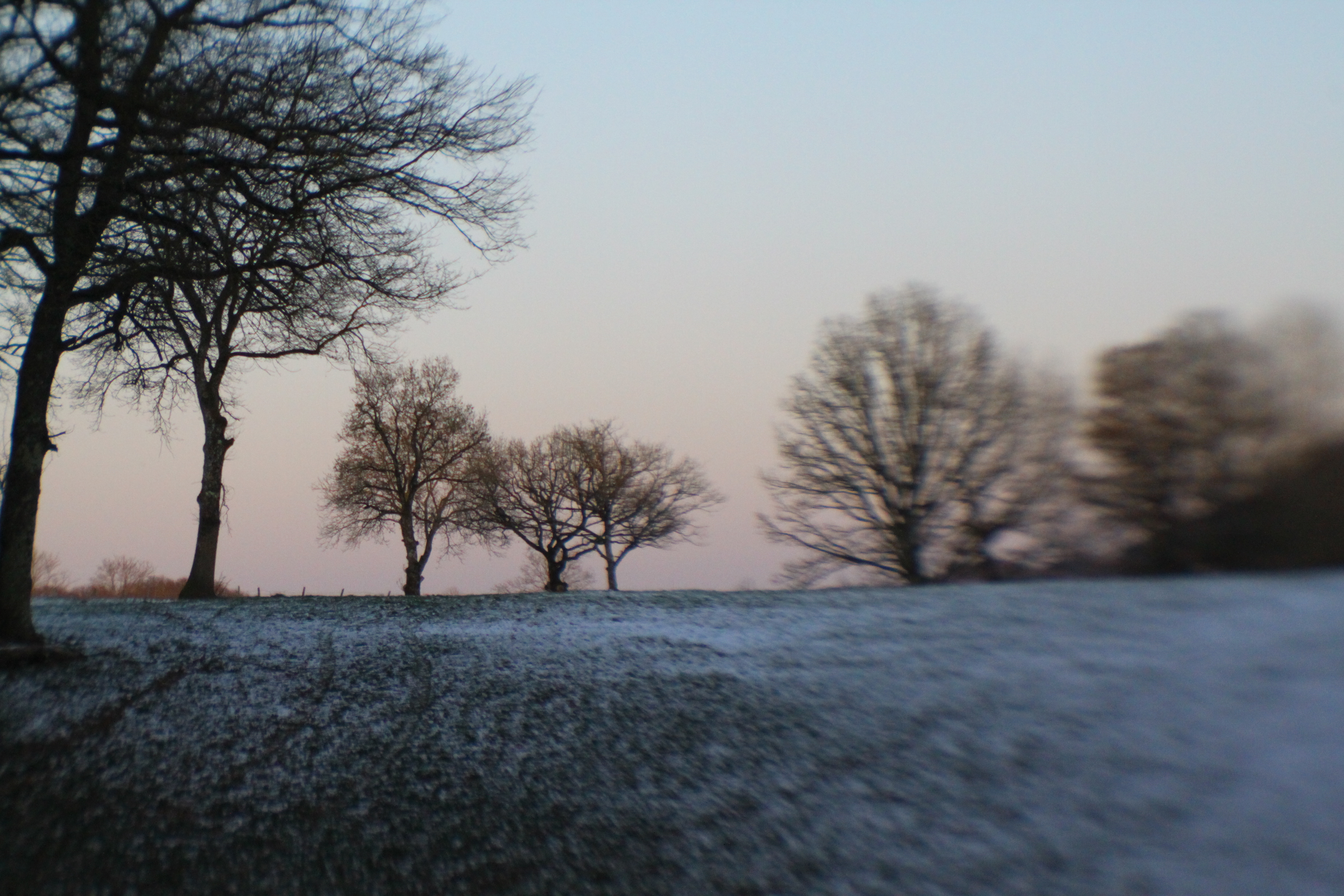 Bright field, dark trees