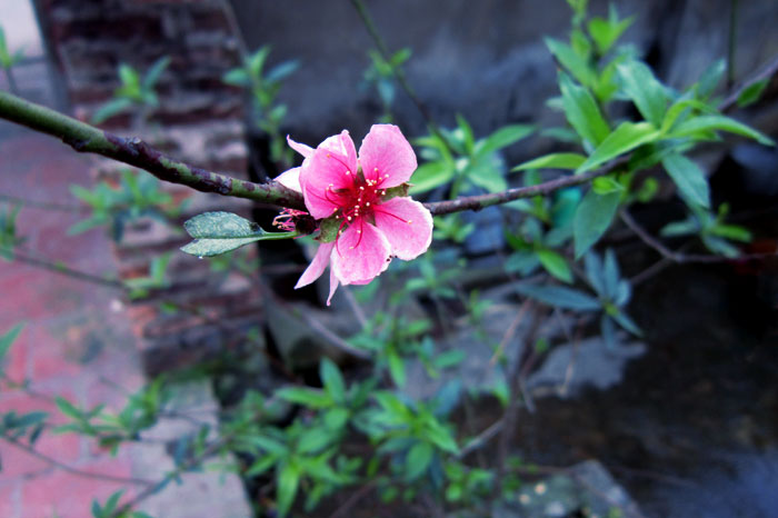 peach blossom