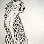 cheetah sketch