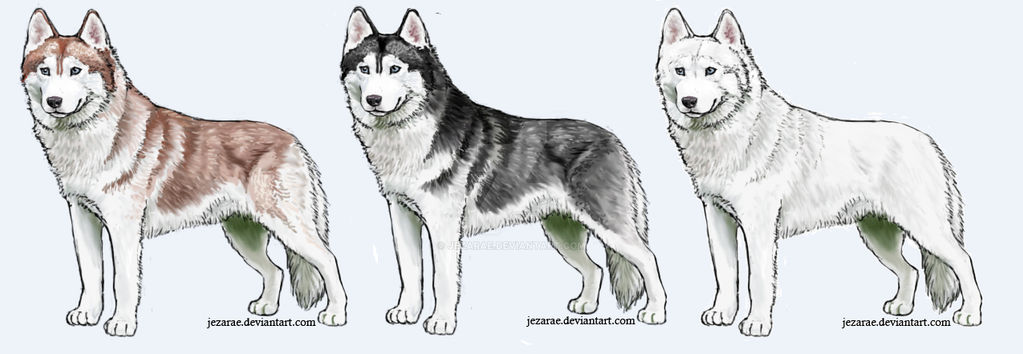 Husky Deviantart Siberian Husky Breed art by Jezarae on DeviantArt