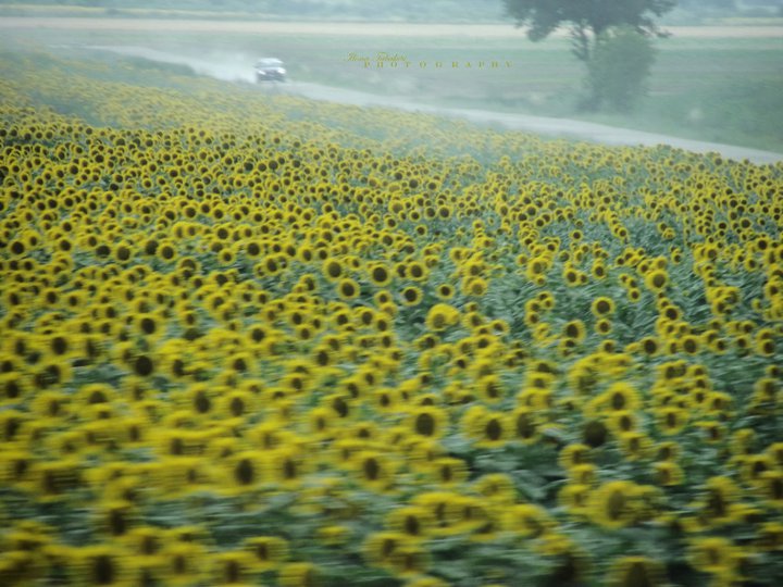 Field of Sunflowers