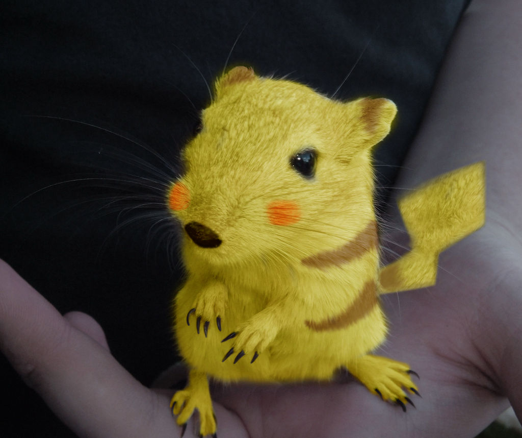 Real Life Pikachu by PuffDahh on DeviantArt