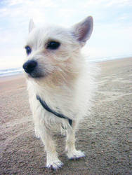 walk on the beach