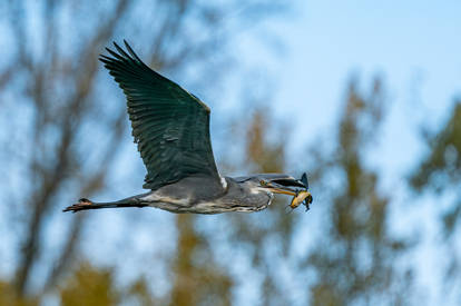 Grey heron